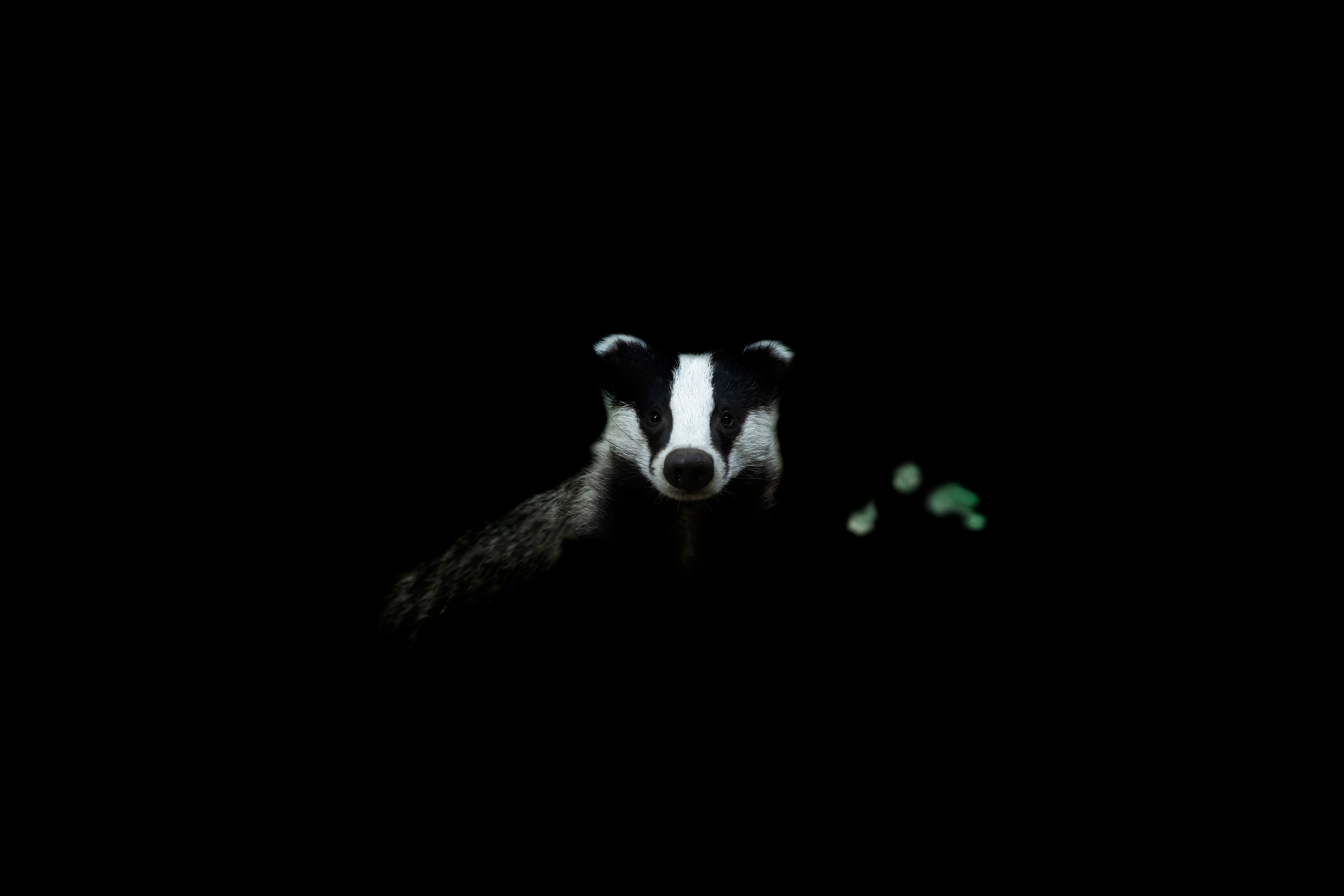 Into the Light: Natuurfotograaf Martijn Nugteren zet de natuur in de schijnwerpers