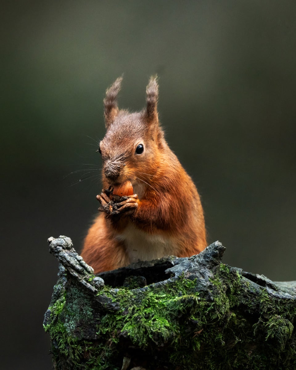 DE STILLE MOMENTEN VAN DE NATUUR VASTLEGGEN